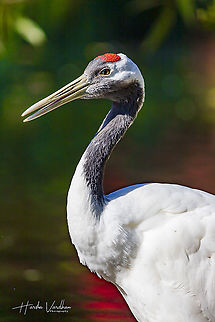 red-crowned crane - Grus japonensis  Fall,Geotagged,Germany,Grus japonensis,Red-crowned crane