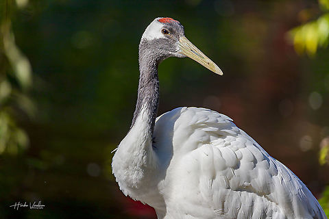 red-crowned crane - Grus japonensis Fall,Geotagged,Germany,Grus japonensis,Red-crowned crane
