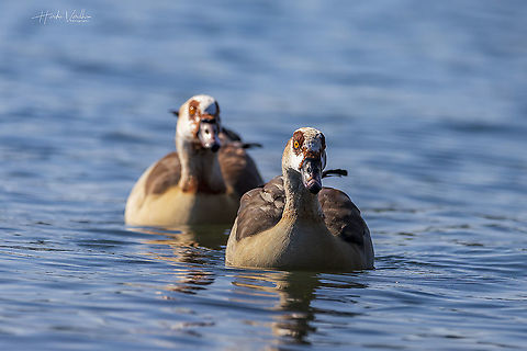 Egyptian Goose Alopochen aegyptiacus - Nilgans - Family: Anatidae  Alopochen aegyptiacus,Egyptian Goose,Fall,Geotagged,Germany