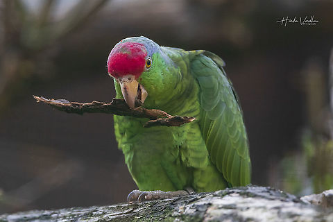 red crowned amazon - Amazona viridigenalis -  Psittacidae  Amazona viridigenalis,Fall,Geotagged,Germany,Red-crowned Amazon