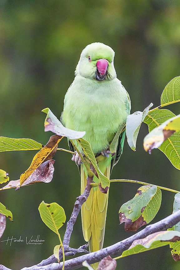 Rose ringed parakeet portrait image -parrot  Fall,Geotagged,Germany,Psittacula krameri,Rose-ringed parakeet