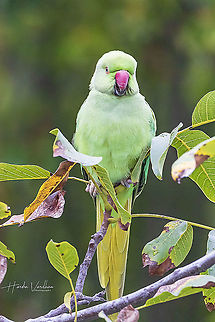 Rose ringed parakeet portrait image -parrot  Fall,Geotagged,Germany,Psittacula krameri,Rose-ringed parakeet
