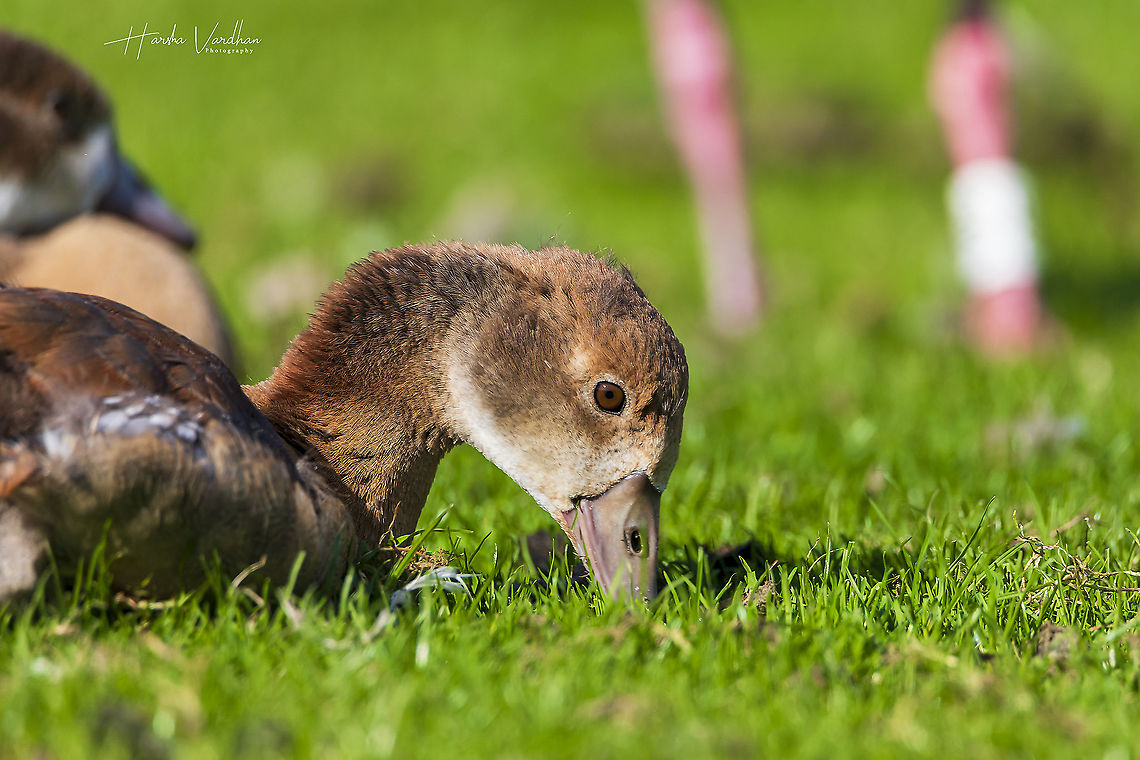 Egyptian Goose Alopochen aegyptiacus - Nilgans  Alopochen aegyptiacus,Egyptian Goose,Fall,Geotagged,Germany