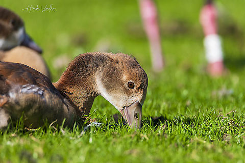 Egyptian Goose Alopochen aegyptiacus - Nilgans  Alopochen aegyptiacus,Egyptian Goose,Fall,Geotagged,Germany