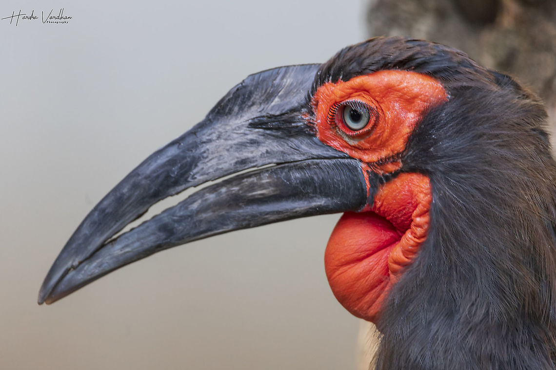 southern ground hornbill - Bucorvus leadbeateri  Bucorvus leadbeateri,Fall,Geotagged,Germany,Southern Ground Hornbill