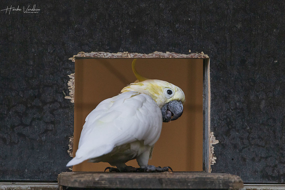 yellow crested cockatoo - Cacatua sulphurea - sulphur crested cockatoo  Cacatua sulphurea,Fall,Geotagged,Germany,Yellow-crested Cockatoo