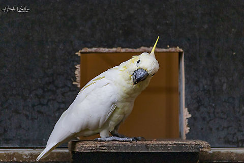 yellow crested cockatoo - Cacatua sulphurea - sulphur crested cockatoo  Cacatua sulphurea,Fall,Geotagged,Germany,Yellow-crested Cockatoo