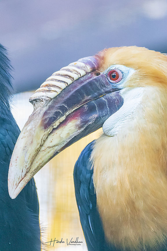 papuan hornbill - Blyth's hornbill - Rhyticeros plicatus  Blyth's hornbill,Fall,Geotagged,Germany,Rhyticeros plicatus