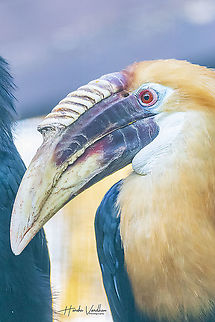 papuan hornbill - Blyth's hornbill - Rhyticeros plicatus  Blyth's hornbill,Fall,Geotagged,Germany,Rhyticeros plicatus