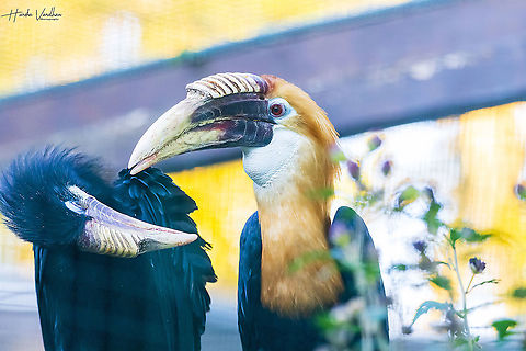 papuan hornbill - Blyth's hornbill - Rhyticeros plicatus Blyth's hornbill,Fall,Geotagged,Germany,Rhyticeros plicatus