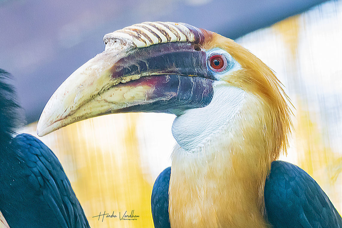 papuan hornbill - Blyth's hornbill - Rhyticeros plicatus  Blyth's hornbill,Fall,Geotagged,Germany,Rhyticeros plicatus