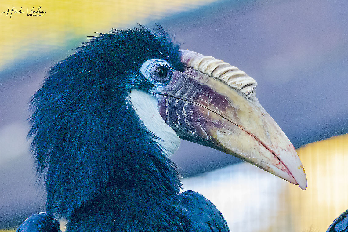 papuan hornbill - Blyth's hornbill - Rhyticeros plicatus  Blyth's hornbill,Fall,Geotagged,Germany,Rhyticeros plicatus