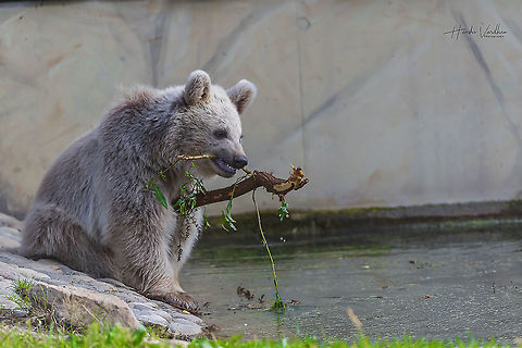 syrian brown bear - Ursus arctos syriacus - Ursus arctos arctos - Ursidae  Fall,Geotagged,Germany,Syrian brown bear,Ursus arctos syriacus