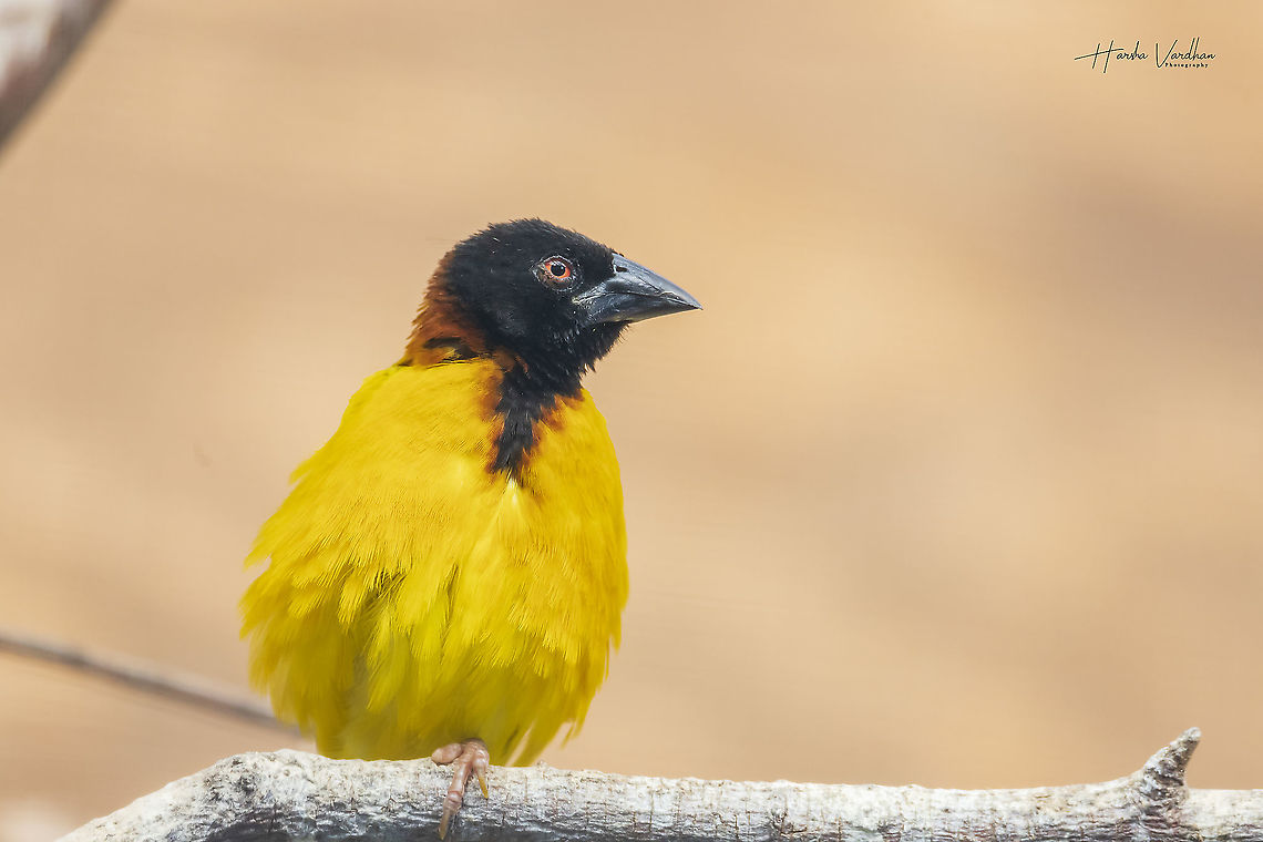 Village weaver - 2  Fall,Geotagged,Germany,Ploceus cucullatus,Village weaver