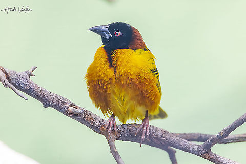 Village weaver  Fall,Geotagged,Germany,Ploceus cucullatus,Village weaver