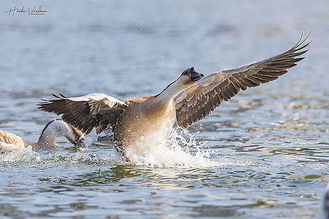 Domestic goose ready to take off  Anser anser domesticus,Domestic goose,Fall,Geotagged,Germany