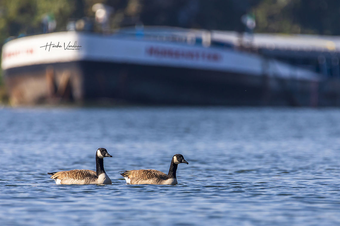 Canada Goose - Branta canadensis - Anatidae  Branta canadensis,Canada goose,Fall,Geotagged,Germany