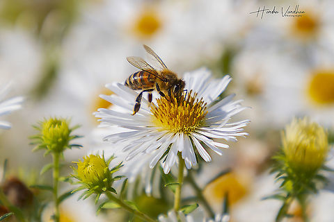 honey bee extracting nectar  from flowers  Apis mellifera,Fall,Geotagged,Germany,Western honey bee