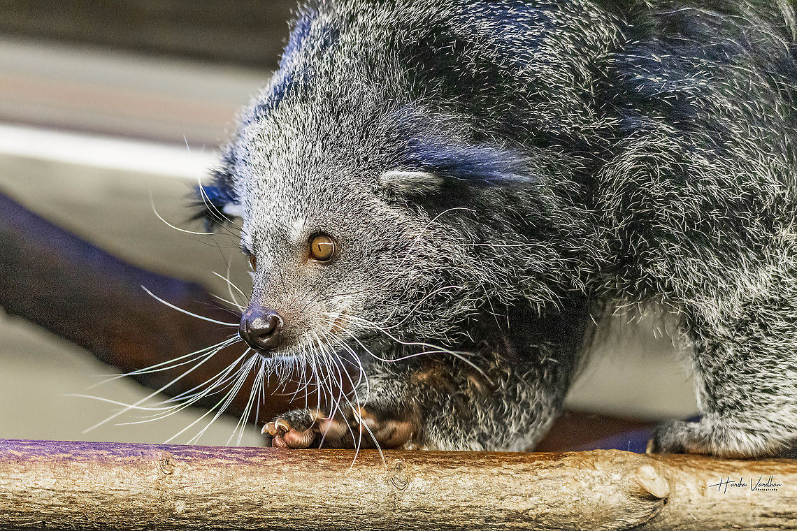 binturong - bearcat - Arctictis binturong - Viverridae  Arctictis binturong,Binturong,Fall,Geotagged,Germany