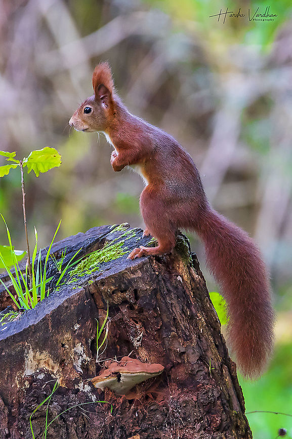 Red Squirrel in the forest - Sciurus vulgaris  Fall,Geotagged,Germany,Red squirrel,Sciurus vulgaris