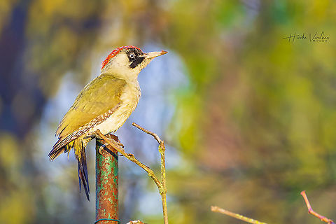 European Green Woodpecker - Picus viridis - Pic vert - ఆకుపచ్చ వడ్రంగిపిట్ట  European green woodpecker,Fall,Geotagged,Germany,Picus viridis