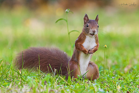 squirrel in the grasswith surprise looks  Fall,Geotagged,Germany,Red squirrel,Sciurus vulgaris