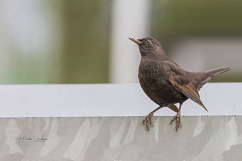 Common blackbird female - Turdus merula - Eurasian blackbird  Common Blackbird,Fall,Geotagged,Germany,Turdus merula