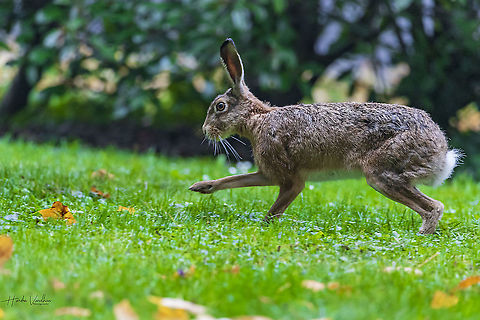 domestic rabbit - Oryctolagus cuniculus domesticus - bunny rabbit  European Rabbit,Fall,Geotagged,Germany,Oryctolagus cuniculus