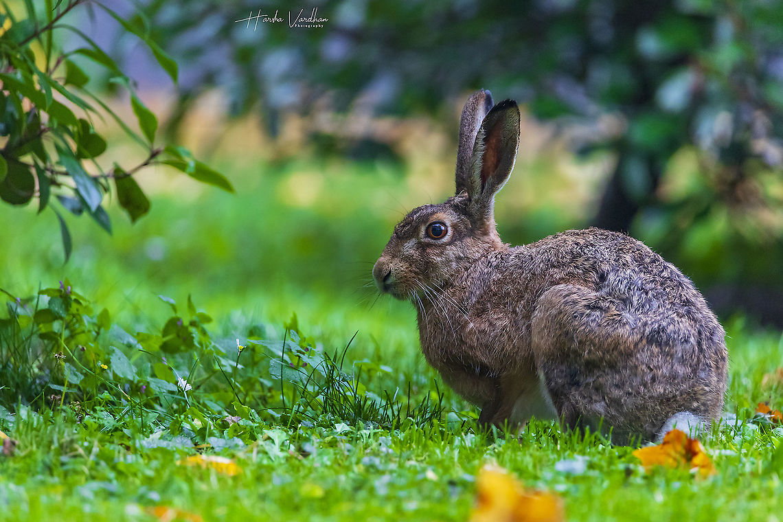 domestic rabbit - Oryctolagus cuniculus domesticus - bunny rabbit  European Rabbit,Fall,Geotagged,Germany,Oryctolagus cuniculus