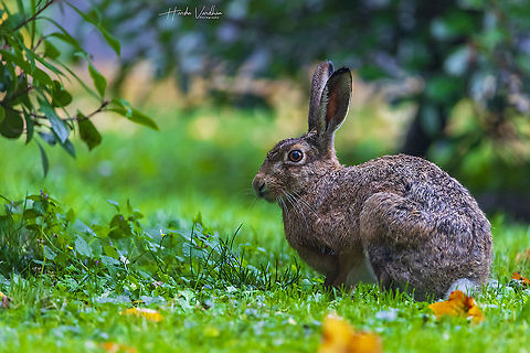 domestic rabbit - Oryctolagus cuniculus domesticus - bunny rabbit  European Rabbit,Fall,Geotagged,Germany,Oryctolagus cuniculus
