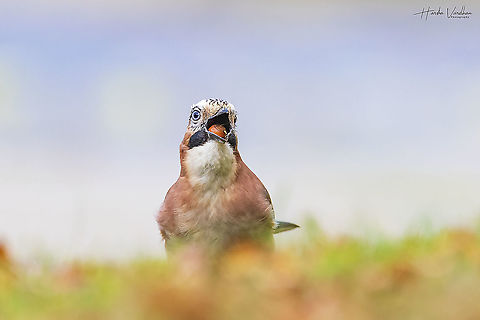 lunch time  Eurasian Jay,Fall,Garrulus glandarius,Geotagged,Germany