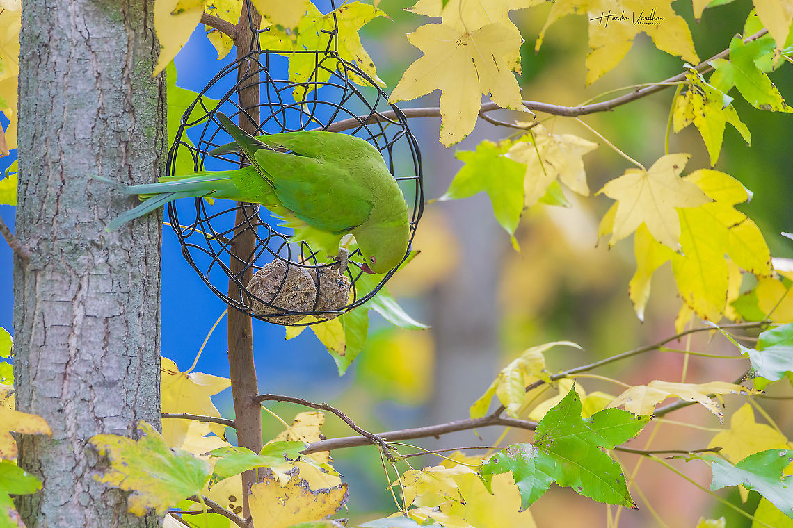 Rose-ringed parakeet enjoying food  Fall,Geotagged,Germany,Psittacula krameri,Rose-ringed parakeet