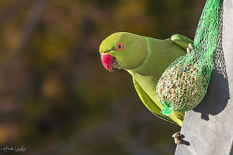Don't disturb me  Fall,Geotagged,Germany,Psittacula krameri,Rose-ringed parakeet
