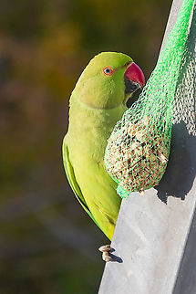 Lunch time  Fall,Geotagged,Germany,Psittacula krameri,Rose-ringed parakeet