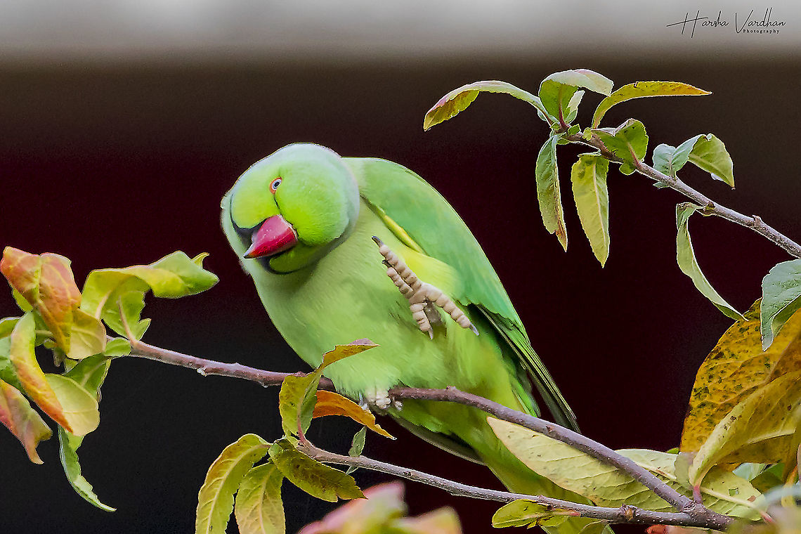 HI friends  Fall,Geotagged,Germany,Psittacula krameri,Rose-ringed parakeet