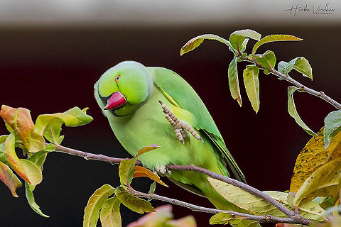 HI friends  Fall,Geotagged,Germany,Psittacula krameri,Rose-ringed parakeet