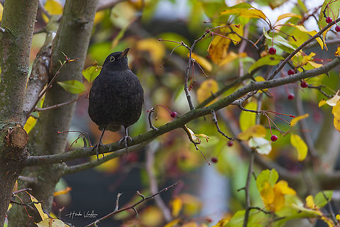 Common blackbird male - Turdus merula - Eurasian blackbird  Common Blackbird,Fall,Geotagged,Germany,Turdus merula