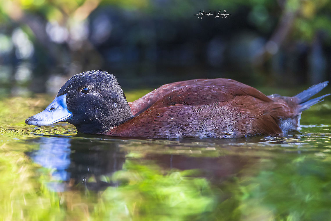 lake duck  - Oxyura vittata - Argentine blue-bill - Argentine blue-billed duck  Fall,Geotagged,Germany,Lake duck,Oxyura vittata