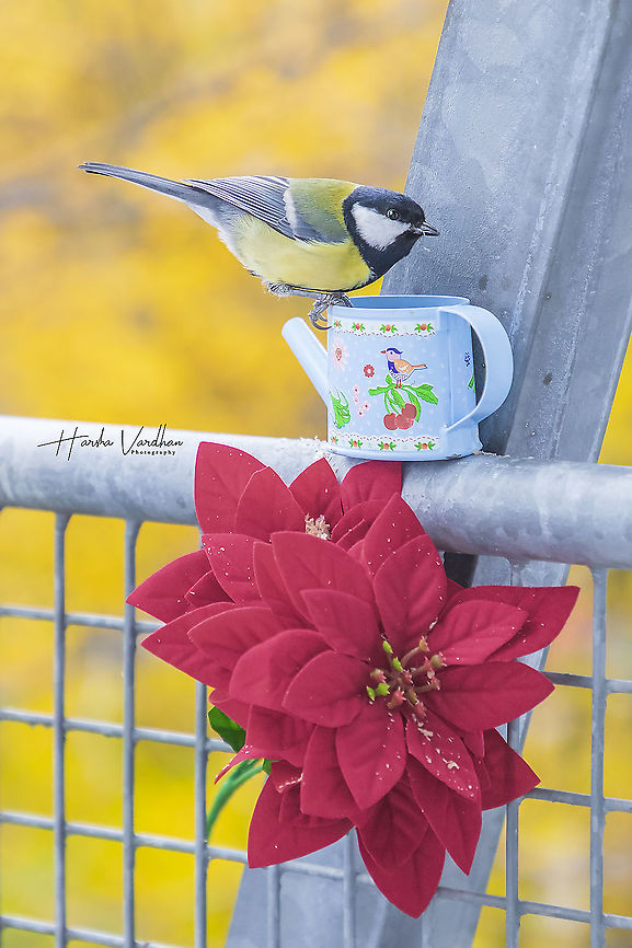 great tit - Parus major - passerine bird  Fall,Geotagged,Germany,Great Tit,Parus major