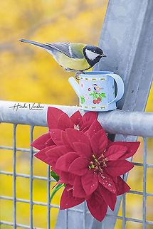 great tit - Parus major - passerine bird in Germany.