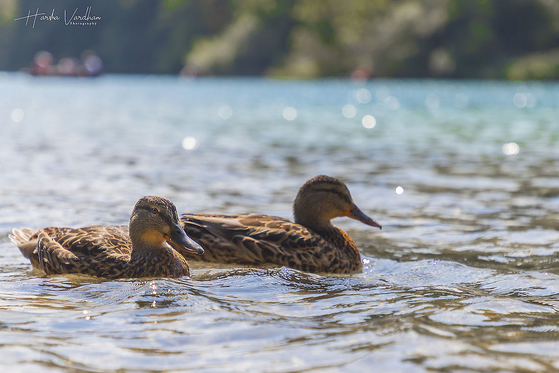relaxing time in Plitvice Lakes National Park  Anas platyrhynchos,Croatia,Geotagged,Mallard,Summer
