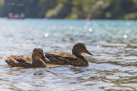 relaxing time in Plitvice Lakes National Park  Anas platyrhynchos,Croatia,Geotagged,Mallard,Summer