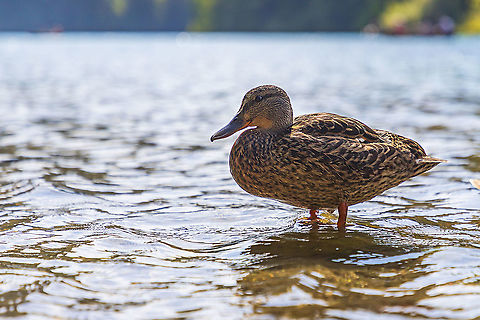 Mallard duck in lake  Anas platyrhynchos,Croatia,Geotagged,Mallard,Summer