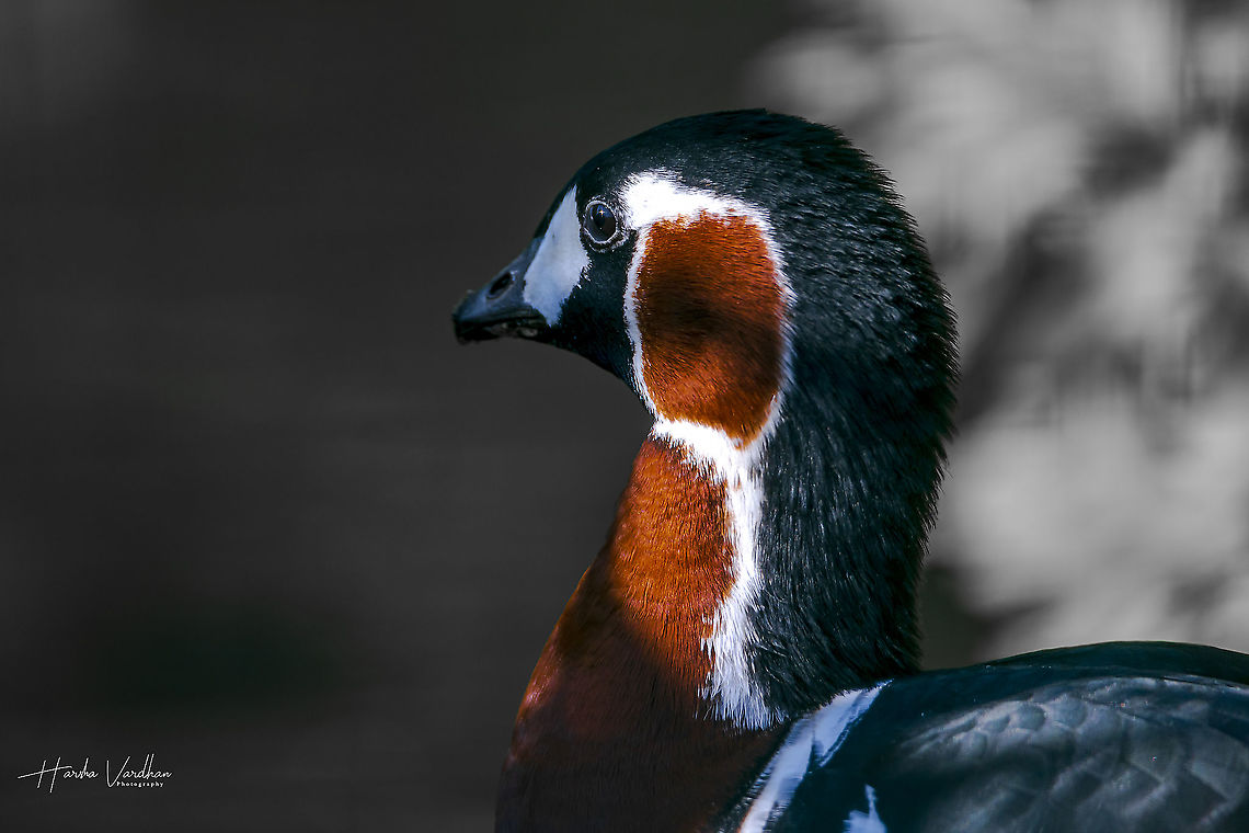 rothalsgans - Red-breasted goose - Branta ruficollis  Branta ruficollis,Fall,Geotagged,Germany,Red-breasted goose