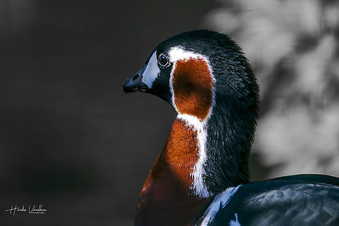 rothalsgans - Red-breasted goose - Branta ruficollis  Branta ruficollis,Fall,Geotagged,Germany,Red-breasted goose