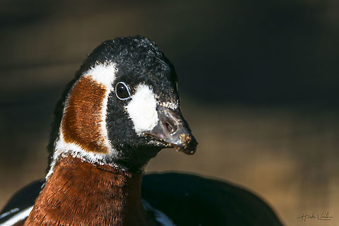 rothalsgans - Red-breasted goose - Branta ruficollis  Branta ruficollis,Fall,Geotagged,Germany,Red-breasted goose