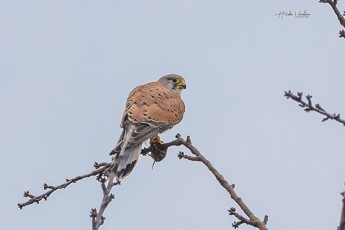 enjoying food  Common Kestrel,Falco tinnunculus,Fall,Geotagged,Germany
