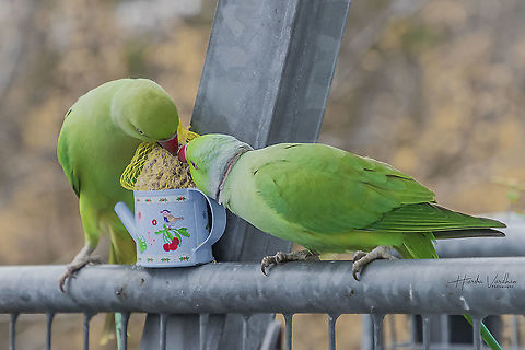 enjoying lunch together  Fall,Geotagged,Germany,Psittacula krameri,Rose-ringed parakeet