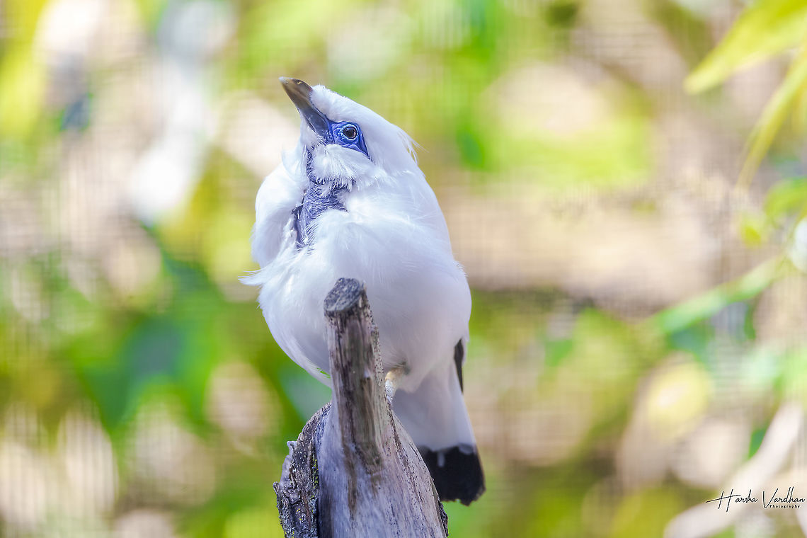 Bali myna  Bali myna,Fall,Geotagged,Germany,Leucopsar rothschildi