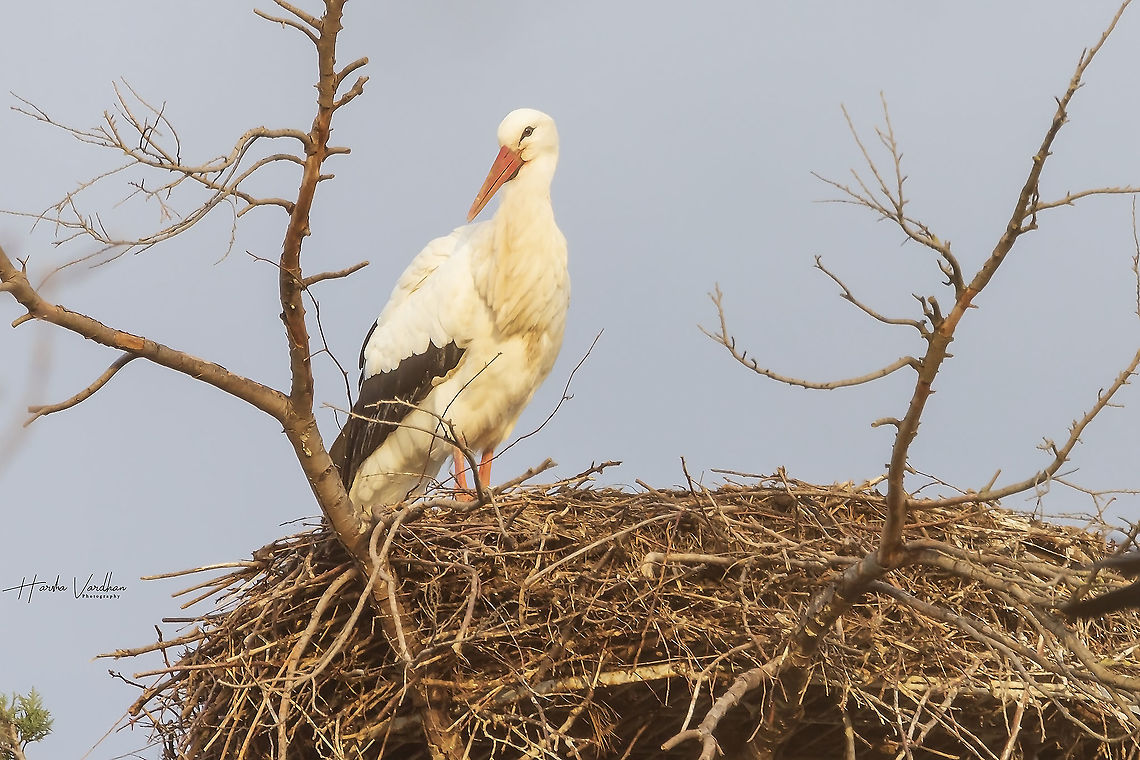 white stork in nest - Ciconia ciconia  Ciconia ciconia,Geotagged,Germany,White Stork,Winter
